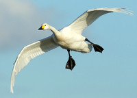 Bewick's Swan Cygnus columbianus