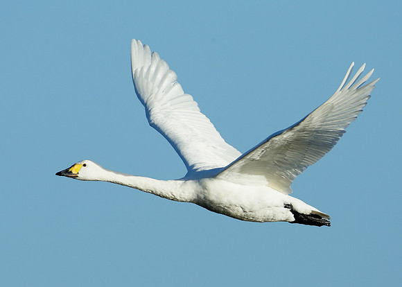 Bewick's Swan Cygnus columbianus