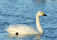 Bewick's Swan Cygnus columbianus