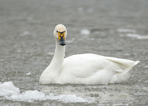 Bewick's Swan Cygnus columbianus
