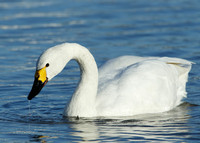Bewick's Swan Cygnus columbianus