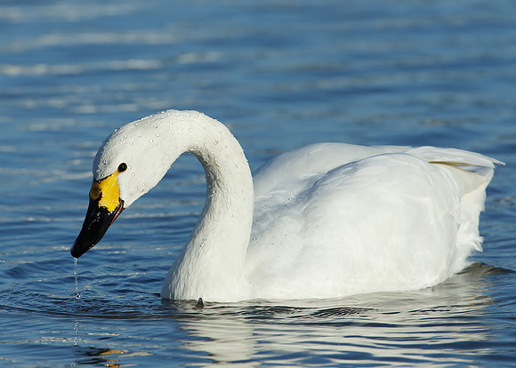 Bewick's Swan Cygnus columbianus