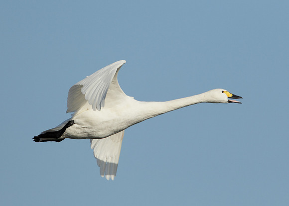 Bewick's Swan Cygnus columbianus