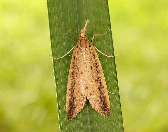 63.120 BF1328 Schoenobius gigantella