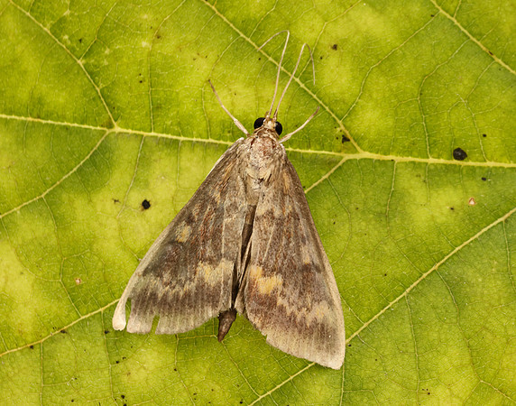 63.028 BF1375 European Corn-borer Ostrinia nubilalis