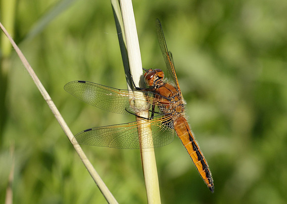 Scarce Chaser Libellula fulva