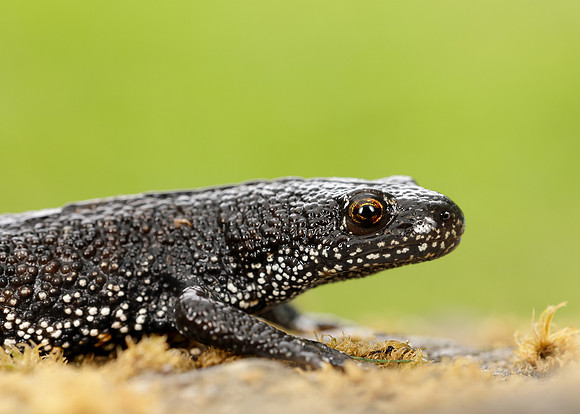 Great Crested Newt Triturus cristatus;