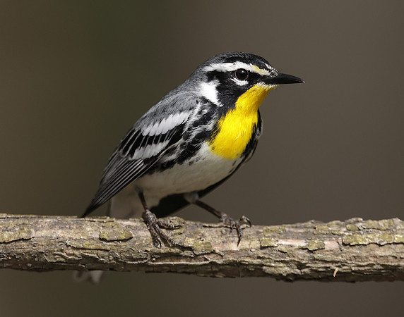 Yellow-throated Warbler  Setophaga dominica