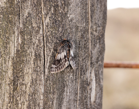 70.249 BF1929 Rannoch Brindled Beauty Lycia lapponaria