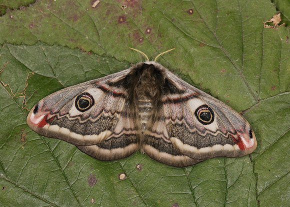 68.001BF 1643 Emperor Moth Saturnia pavonia