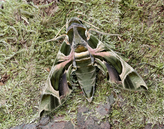 69.011 BF1985 Oleander Hawk-moth Daphnis nerii
