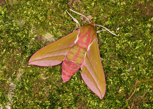 69.016 BF1991 Elephant Hawk-moth Deilephila elpenor