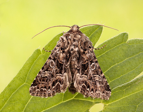 73.286 BF2167 Tawny Shears Hadena perplexa