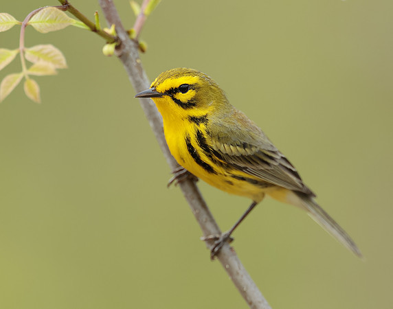 Prairie Warbler Setophaga discolor