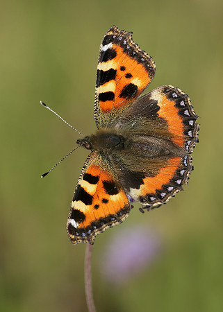 Small Tortoiseshell Aglais urticae