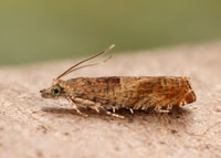 49.248 BF1139 Nut Bud Moth Epinotia tenerana