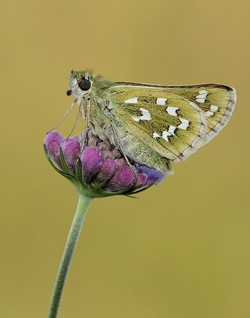 Silver-spotted Skipper Hesperia comma