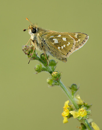 Silver-spotted Skipper Hesperia comma