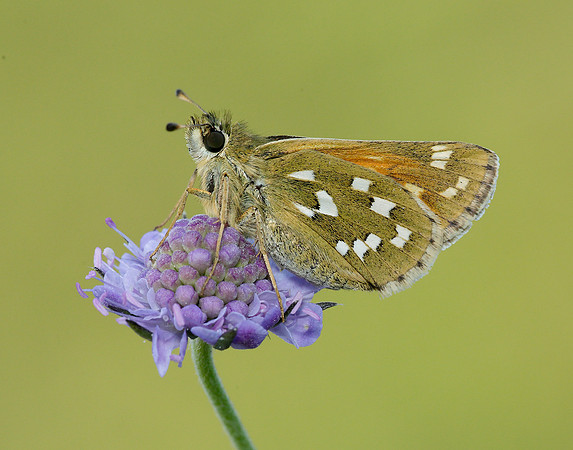 Silver-spotted Skipper Hesperia comma