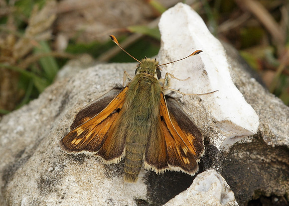 Silver-spotted Skipper Hesperia comma