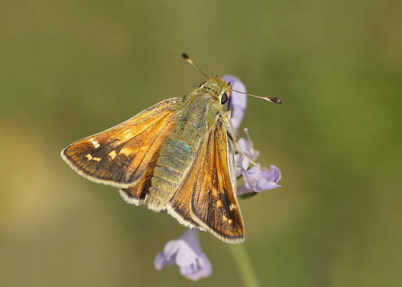 Silver-spotted Skipper Hesperia comma