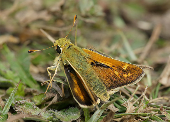 Silver-spotted Skipper Hesperia comma