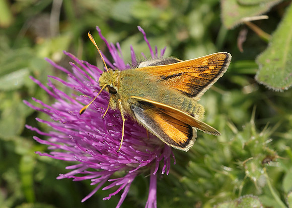 Silver-spotted Skipper Hesperia comma