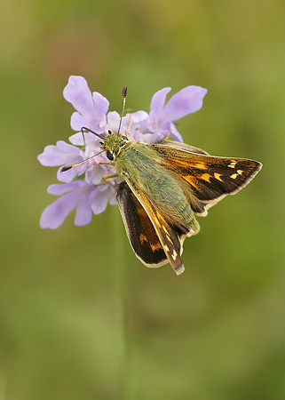 Silver-spotted Skipper Hesperia comma