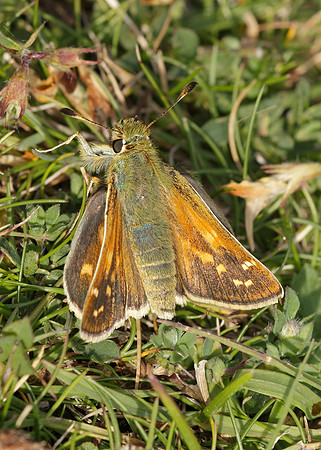 Silver-spotted Skipper Hesperia comma