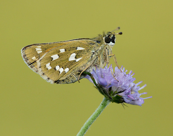 Silver-spotted Skipper Hesperia comma