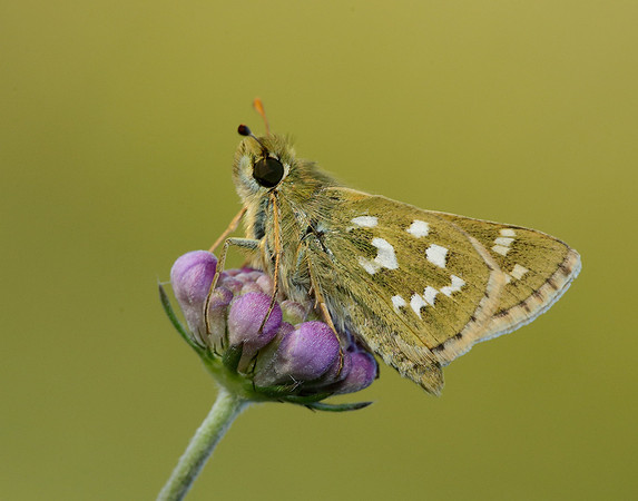 Silver-spotted Skipper Hesperia comma