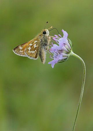 Silver-spotted Skipper Hesperia comma