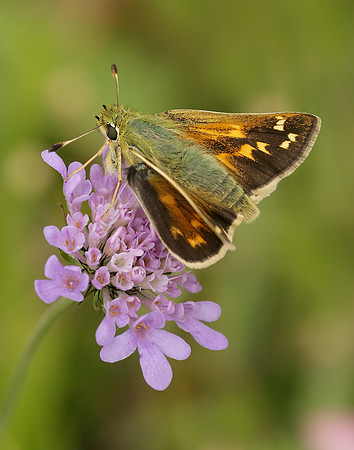 Silver-spotted Skipper Hesperia comma