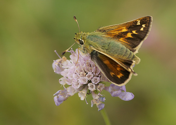 Silver-spotted Skipper Hesperia comma