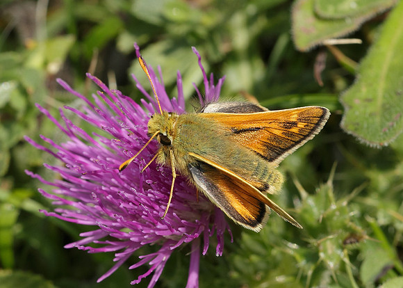 Silver-spotted Skipper Hesperia comma