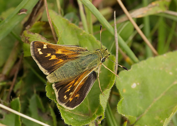 Silver-spotted Skipper Hesperia comma