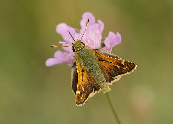 Silver-spotted Skipper Hesperia comma