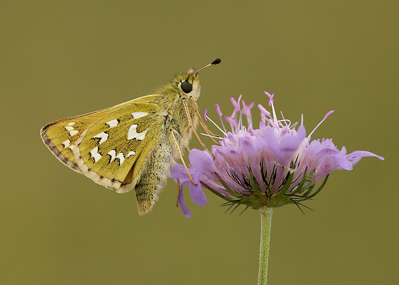 Silver-spotted Skipper Hesperia comma