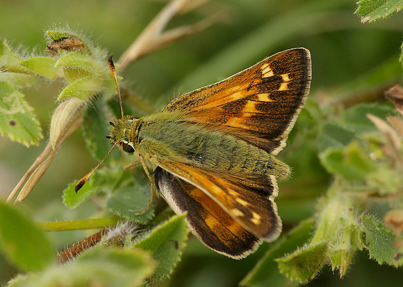 Silver-spotted Skipper Hesperia comma