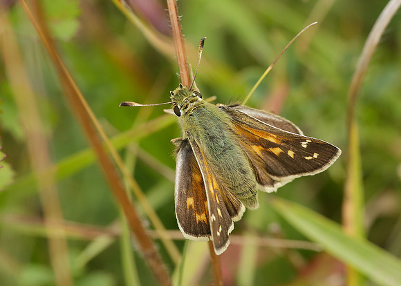 Silver-spotted Skipper Hesperia comma