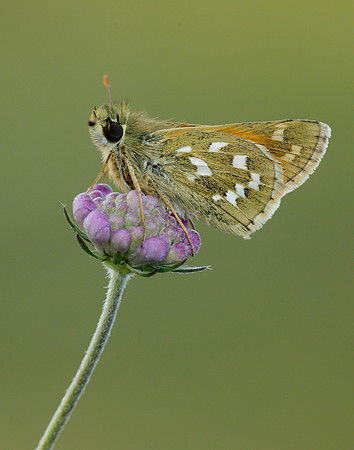 Silver-spotted Skipper Hesperia comma