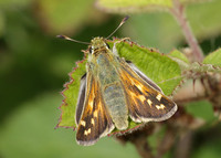 Silver-spotted Skipper Hesperia comma