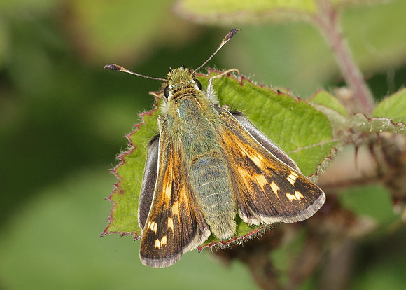 Silver-spotted Skipper Hesperia comma