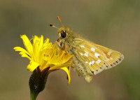 Silver-spotted Skipper Hesperia comma