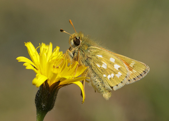 Silver-spotted Skipper Hesperia comma
