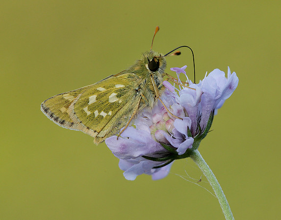 Silver-spotted Skipper Hesperia comma