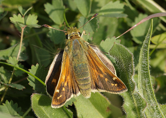 Silver-spotted Skipper Hesperia comma
