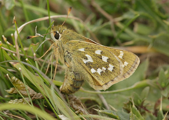 Silver-spotted Skipper Hesperia comma