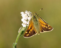 Silver-spotted Skipper Hesperia comma