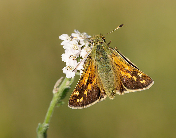 Silver-spotted Skipper Hesperia comma